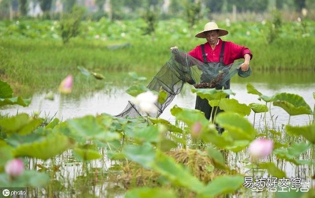 小龙虾池塘青苔多,对小龙虾生长发育有影响吗?