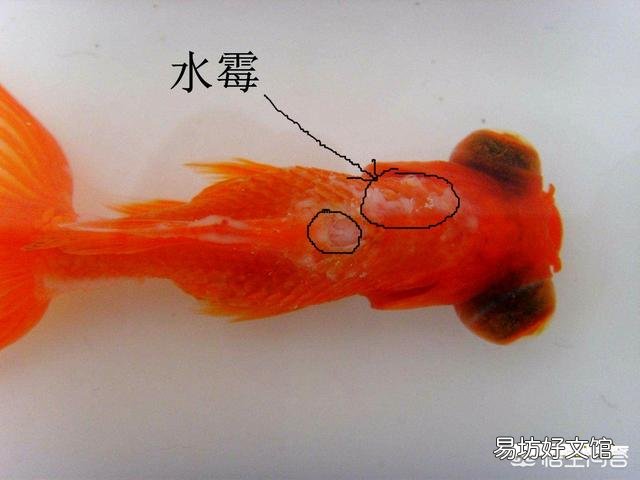 金鱼身上长霉斑该怎么办?