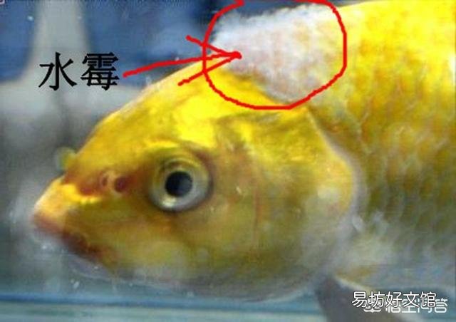 金鱼身上长霉斑该怎么办?