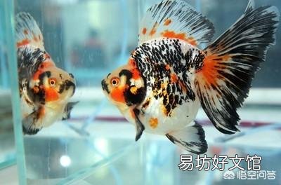 金鱼身上长霉斑该怎么办?