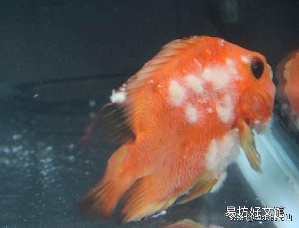 二氧化氯能治鱼溃烂吗?