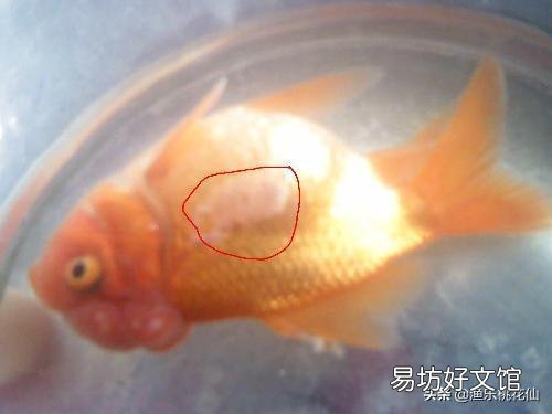 二氧化氯能治鱼溃烂吗?