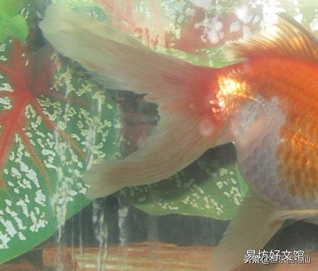 二氧化氯能治鱼溃烂吗?