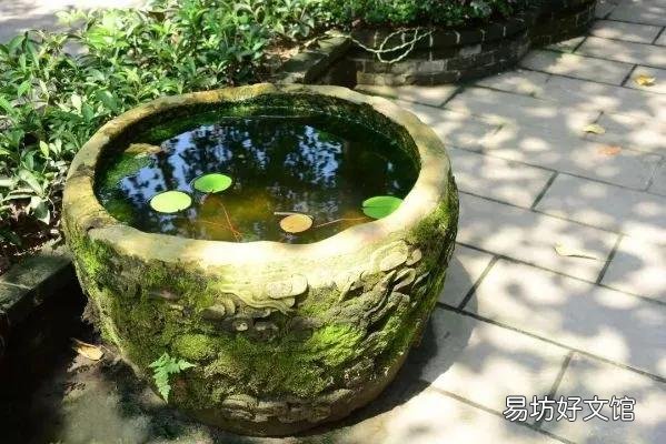 古缸适合养什么鱼?
