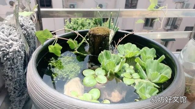 古缸适合养什么鱼?