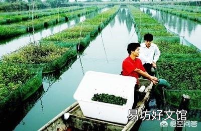 农村里养殖黄鳝，大小一起混养可以吗？为什么？