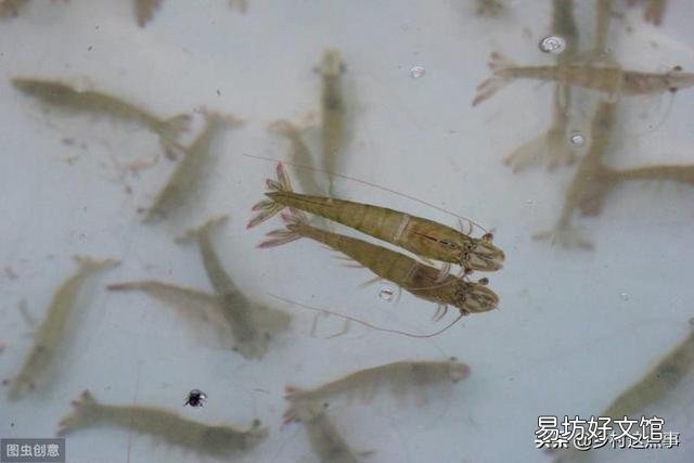 淡水养殖南美白对虾,是真是假?
