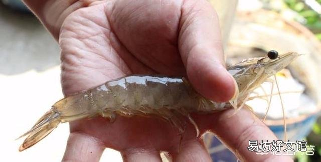 淡水养殖南美白对虾,是真是假?