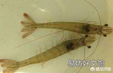 淡水养殖南美白对虾,是真是假?