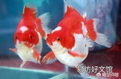 家里养金鱼为什么间断性的有鱼死?