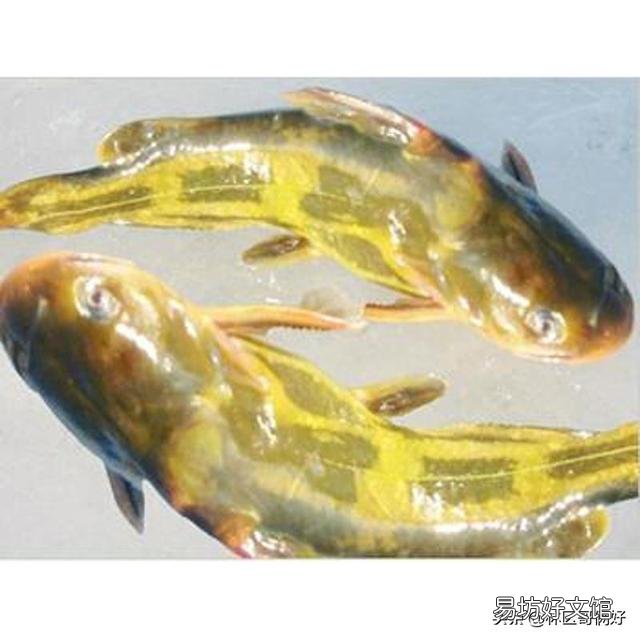 我想在老家挖塘养鱼,但是我老家水非常寒冷,冬天温度更低,请问一下适合养什么物种?