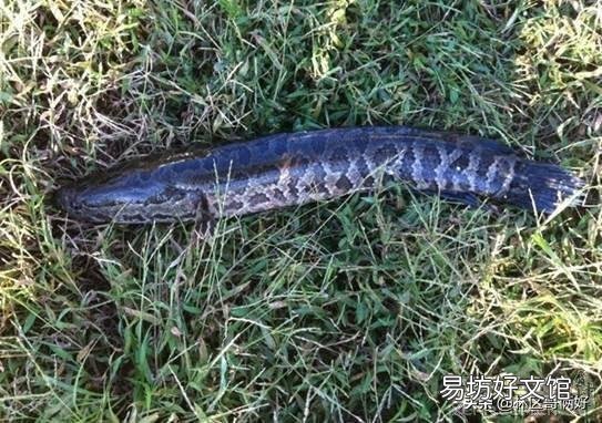 我想在老家挖塘养鱼,但是我老家水非常寒冷,冬天温度更低,请问一下适合养什么物种?