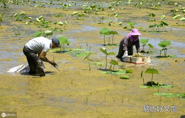 莲藕田中浮萍泛滥,有什么技术可以抑制浮萍生长,但不影响莲藕生长?