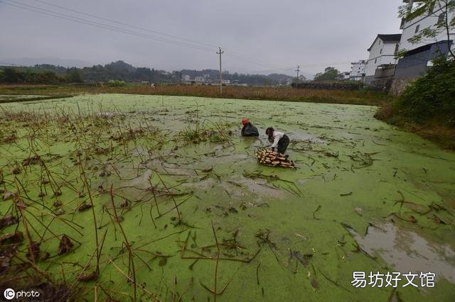 莲藕田中浮萍泛滥,有什么技术可以抑制浮萍生长,但不影响莲藕生长?