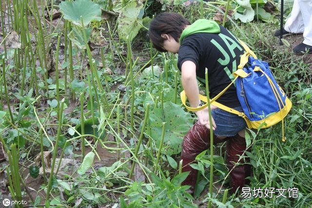 莲藕田中浮萍泛滥,有什么技术可以抑制浮萍生长,但不影响莲藕生长?