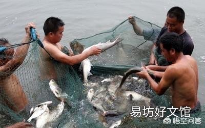 怎么使鱼快速增长?