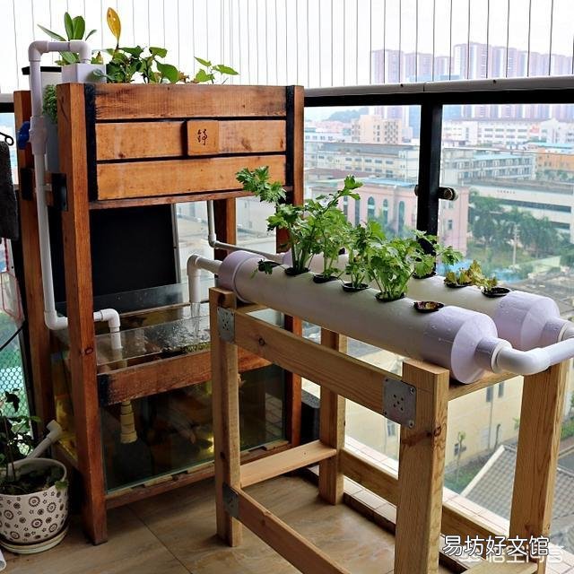 实现“鱼菜共生”，什么菜最合适？