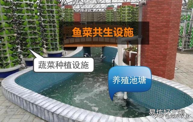 实现“鱼菜共生”，什么菜最合适？