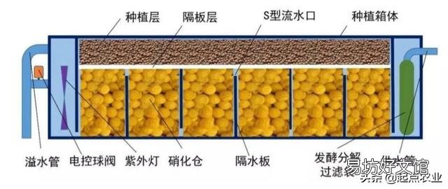 实现“鱼菜共生”，什么菜最合适？