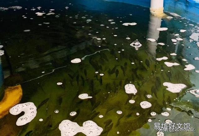实现“鱼菜共生”，什么菜最合适？