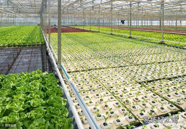 实现“鱼菜共生”，什么菜最合适？