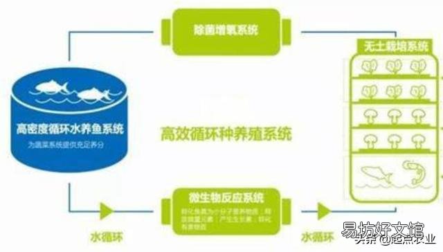 实现“鱼菜共生”，什么菜最合适？