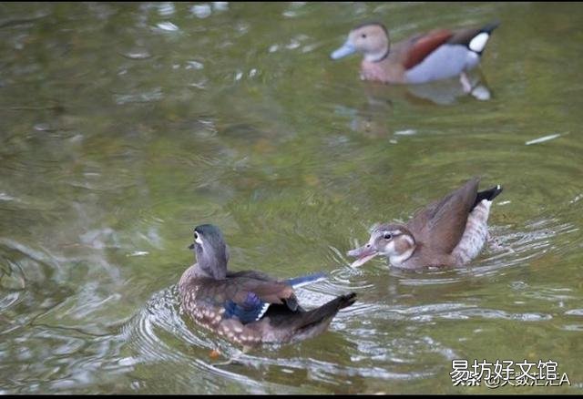 养鱼先养水,怎么才能养好水呢?