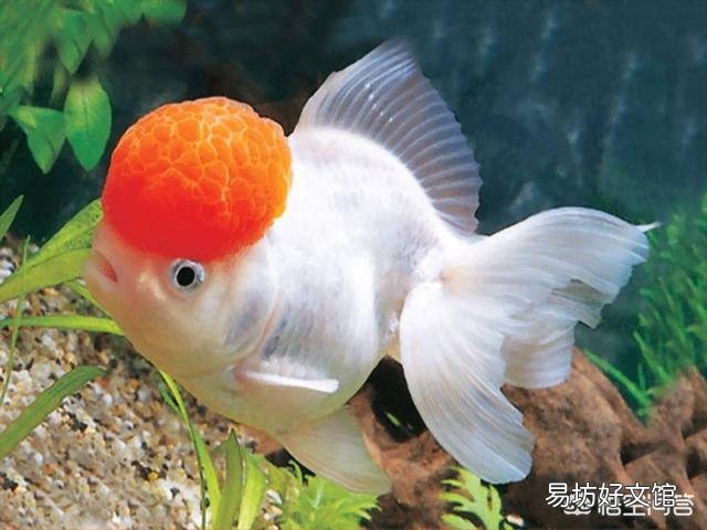 养鱼先养水,怎么才能养好水呢?