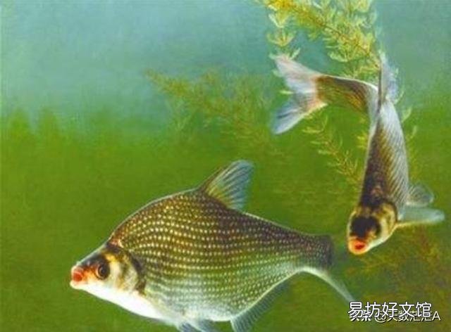 养鱼先养水,怎么才能养好水呢?