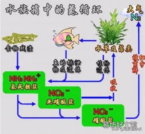 鱼缸不清澈,有点雾蒙蒙的感觉该怎么办?