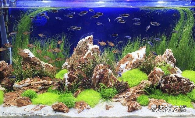 新手用魚缸養魚要買哪些東西？