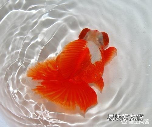 观赏鱼怎么饲养?