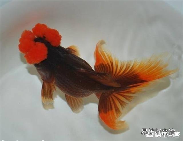 观赏鱼怎么饲养?