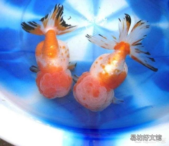 观赏鱼怎么饲养?