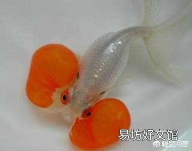 观赏鱼怎么饲养?