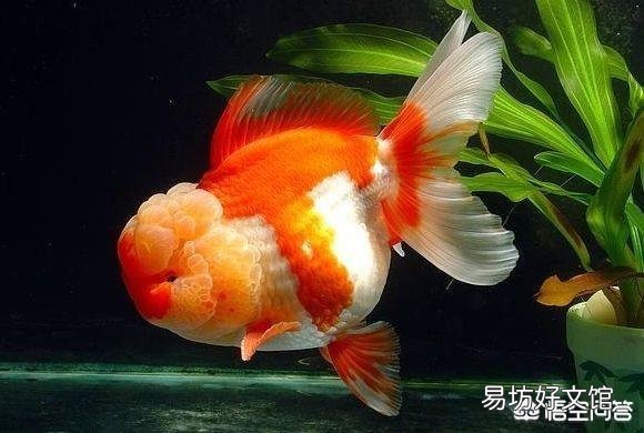观赏鱼怎么饲养?