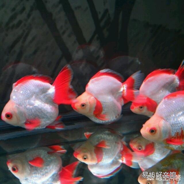 观赏鱼怎么饲养?