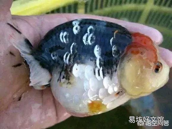 观赏鱼怎么饲养?