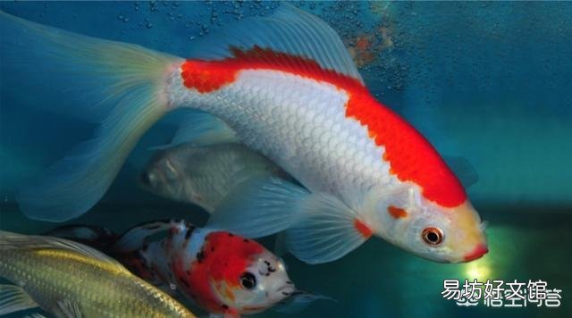 观赏鱼怎么饲养?