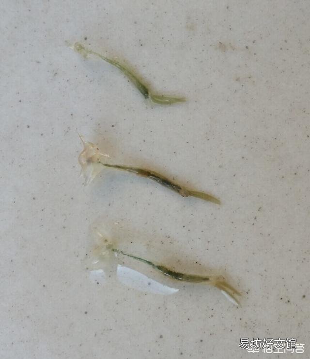 锚头鳋用什么办法可以解决？