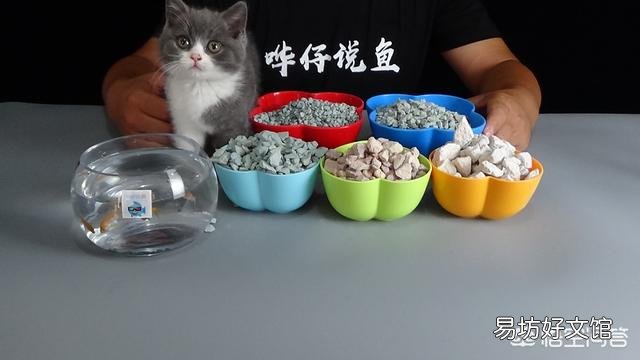 观赏鱼怎么饲养?