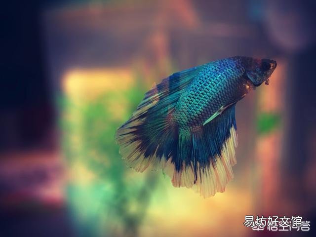 观赏鱼怎么饲养?