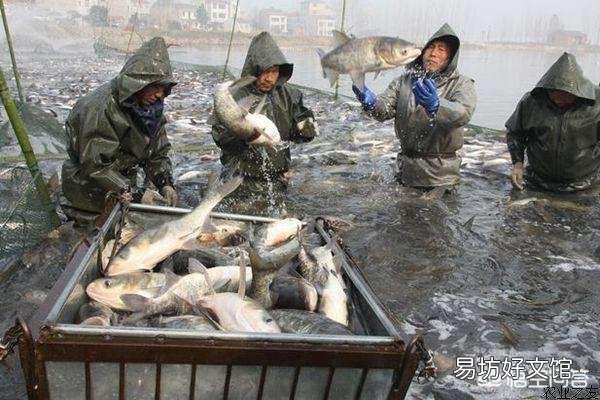 为什么家养的草鱼要买鱼苗,不会自己产卵吗?