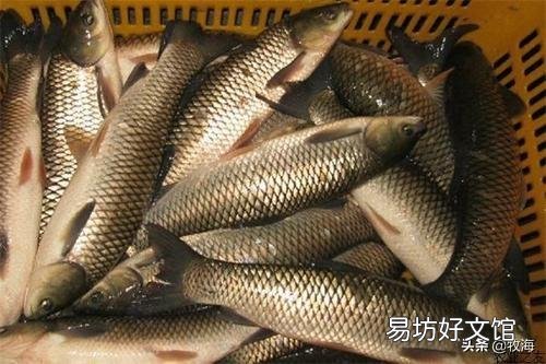 为什么家养的草鱼要买鱼苗,不会自己产卵吗?