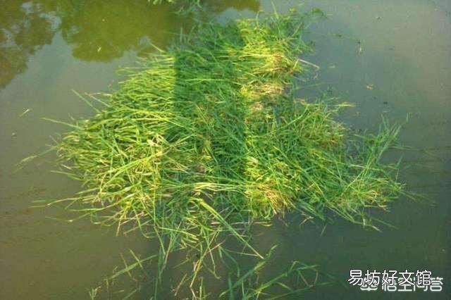 为什么家养的草鱼要买鱼苗,不会自己产卵吗?