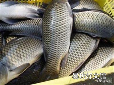 为什么家养的草鱼要买鱼苗,不会自己产卵吗?