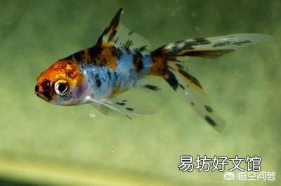 请教一下,有哪些适合办公室饲养的热带鱼或者观赏鱼?鱼缸不大,也不便用增氧过滤设备?