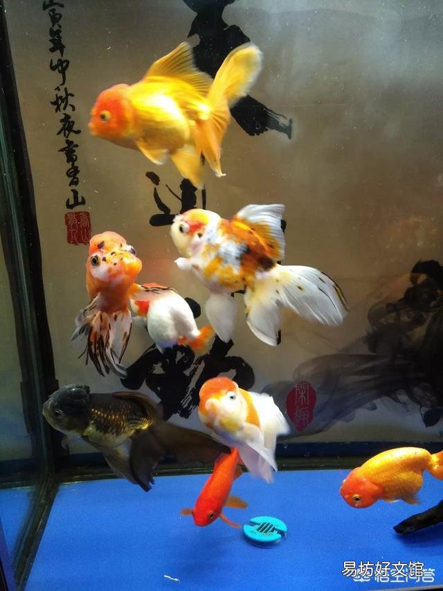 饲养淡水观赏鱼就要往鱼缸里定期加盐吗,有必要吗?