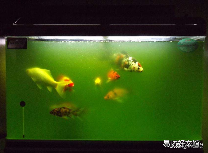 鱼缸的水变绿变浑怎么办(已解决)