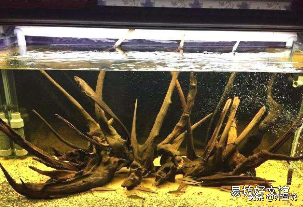 鱼缸的水变绿变浑怎么办(已解决)